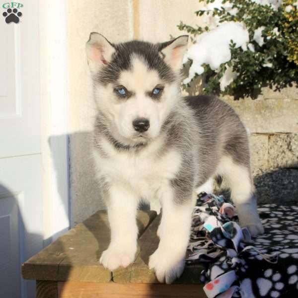 Sophie, Siberian Husky Puppy