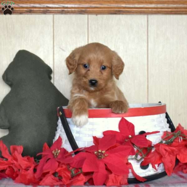 Sophie, Mini Goldendoodle Puppy