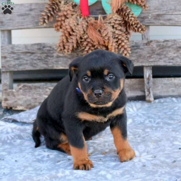Sophie, Rottweiler Puppy