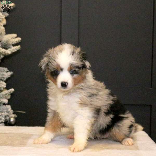 Sophie, Miniature Australian Shepherd Puppy