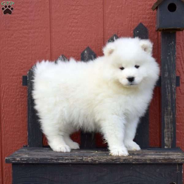 Sophie, Samoyed Puppy