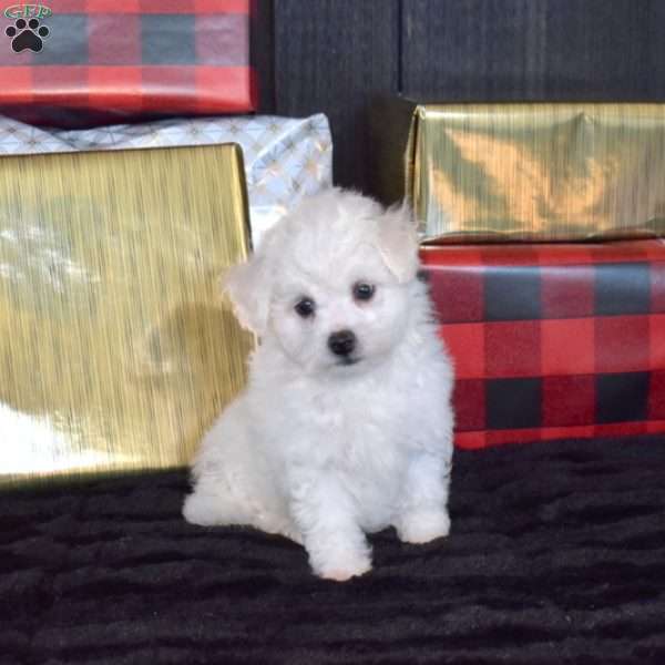 Sophie, Bichon Frise Puppy