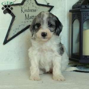 Sophie, Mini Goldendoodle Puppy