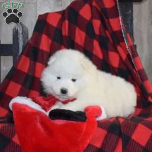 Sophie, Samoyed Puppy