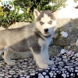 Sophie, Siberian Husky Puppy