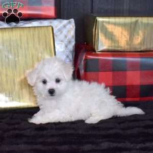 Sophie, Bichon Frise Puppy