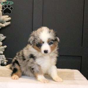 Sophie, Miniature Australian Shepherd Puppy