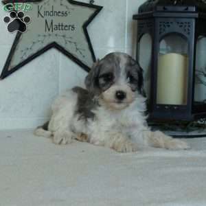 Sophie, Mini Goldendoodle Puppy