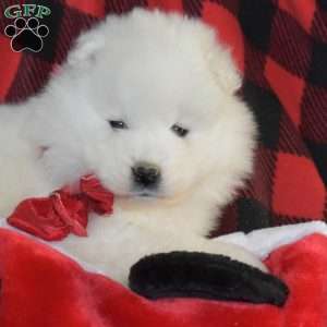 Sophie, Samoyed Puppy