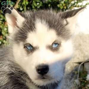 Sophie, Siberian Husky Puppy