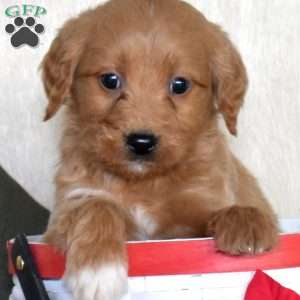 Sophie, Mini Goldendoodle Puppy