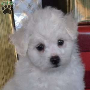 Sophie, Bichon Frise Puppy