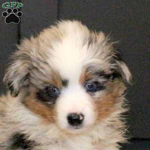 Sophie, Miniature Australian Shepherd Puppy