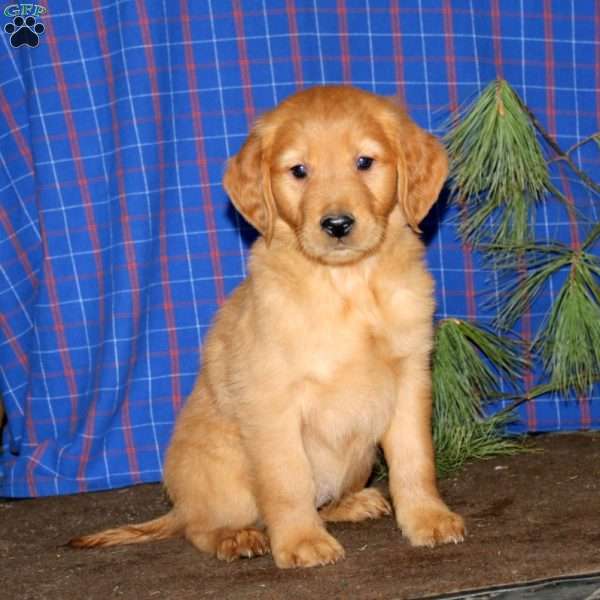Spark, Golden Retriever Puppy