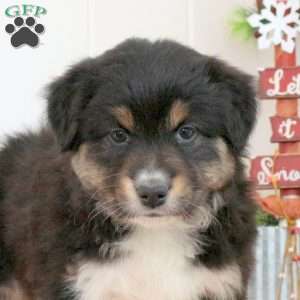 Sparkle, Australian Shepherd Puppy