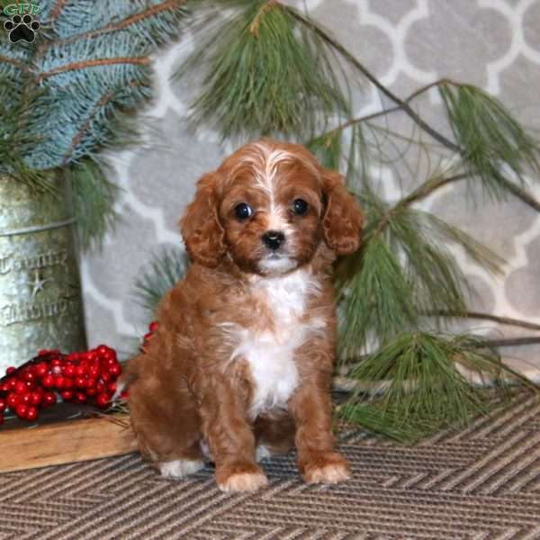 Sparkle, Cavapoo Puppy