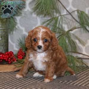 Sparkle, Cavapoo Puppy