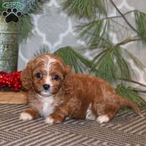 Sparkle, Cavapoo Puppy