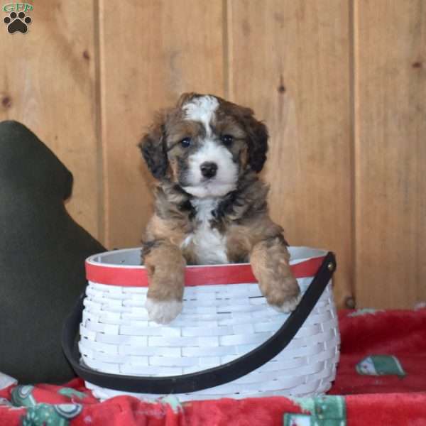Sparkles, Mini Bernedoodle Puppy