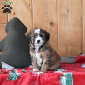 Sparkles, Mini Bernedoodle Puppy