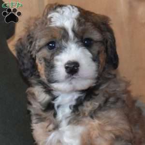 Sparkles, Mini Bernedoodle Puppy