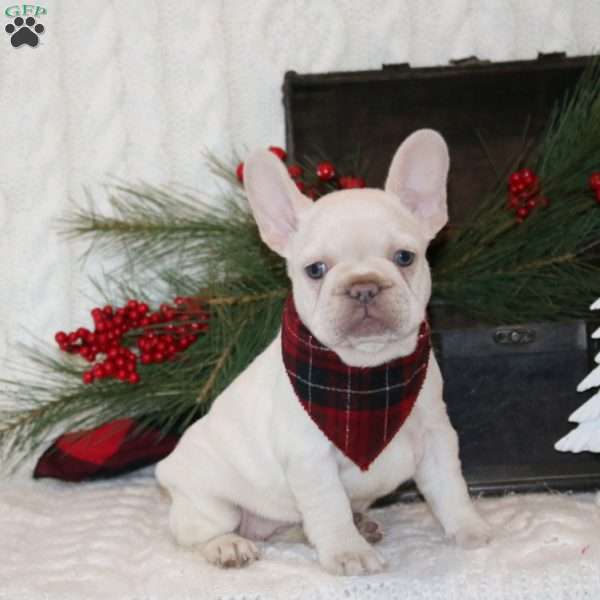 Sparkling Ice, French Bulldog Puppy