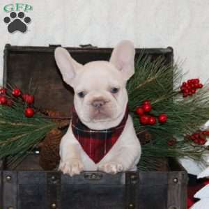 Sparkling Ice, French Bulldog Puppy