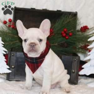Sparkling Ice, French Bulldog Puppy