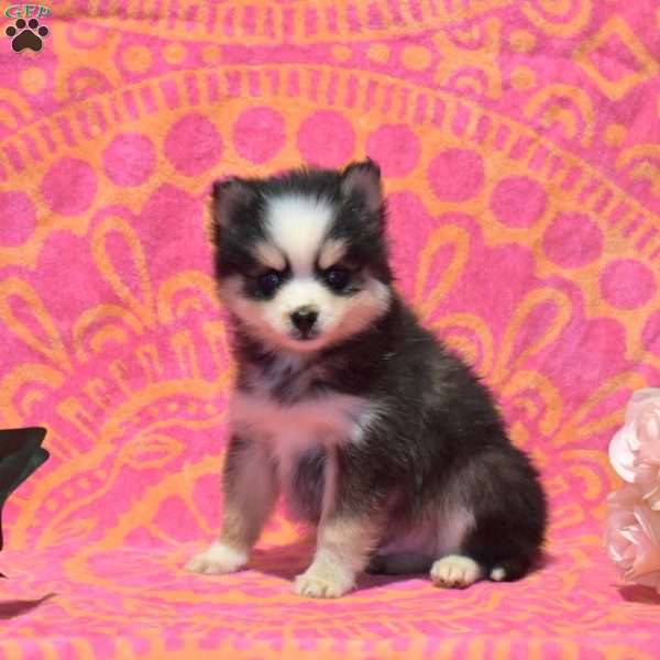 Sparky, Pomsky Puppy