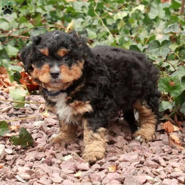 Sparky, Mini Bernedoodle Puppy