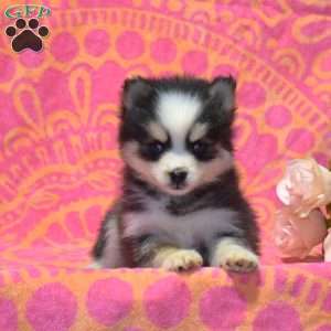 Sparky, Pomsky Puppy