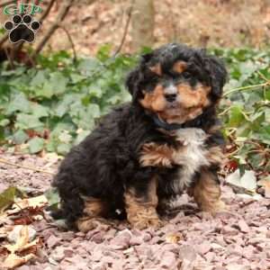Sparky, Mini Bernedoodle Puppy