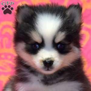 Sparky, Pomsky Puppy