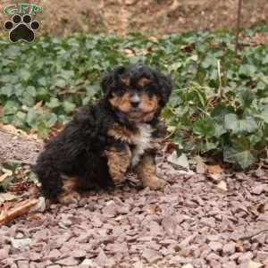 Sparky, Mini Bernedoodle Puppy