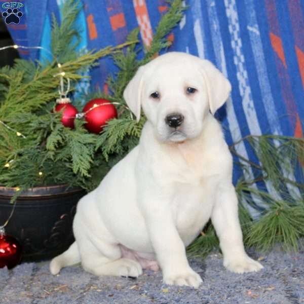 Sparky, Yellow Labrador Retriever Puppy