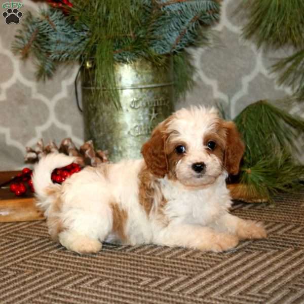 Sparky, Cavapoo Puppy