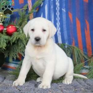 Sparky, Yellow Labrador Retriever Puppy