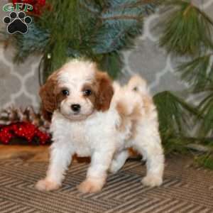 Sparky, Cavapoo Puppy