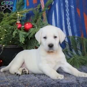 Sparky, Yellow Labrador Retriever Puppy