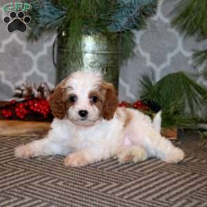 Sparky, Cavapoo Puppy