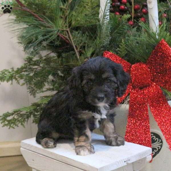 Sparrow, Cavapoo Puppy