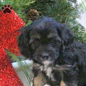 Sparrow, Cavapoo Puppy