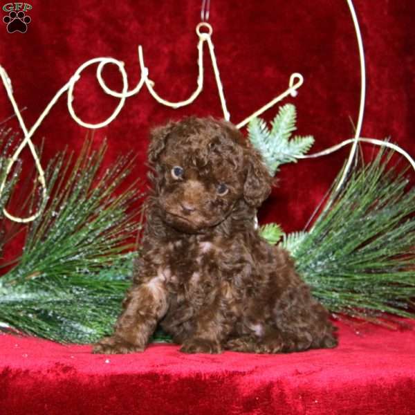 Special, Toy Poodle Puppy