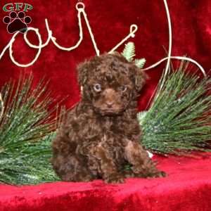 Special, Toy Poodle Puppy