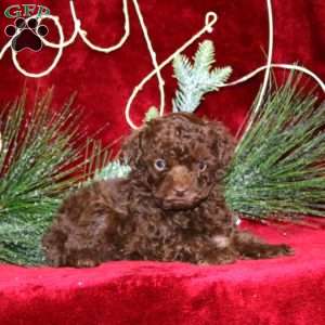 Special, Toy Poodle Puppy