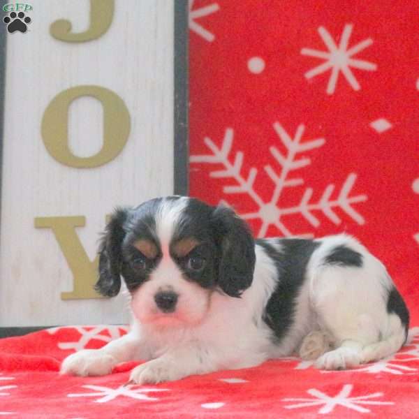 Spencer, Cavalier King Charles Spaniel Puppy
