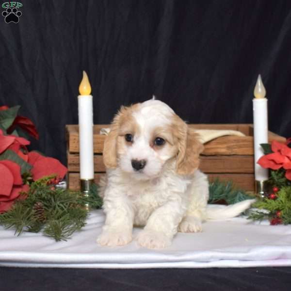 Spencer, Cavachon Puppy