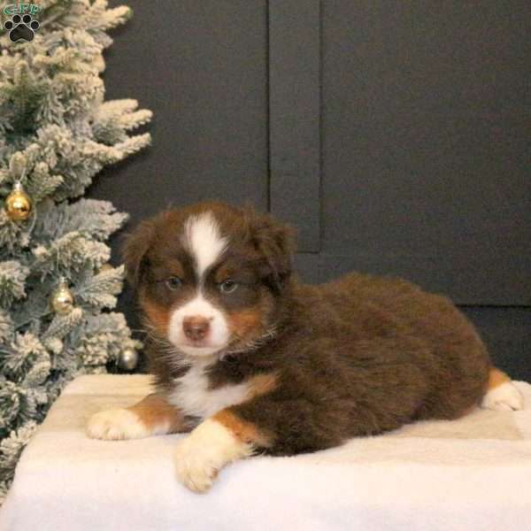 Spencer, Miniature Australian Shepherd Puppy