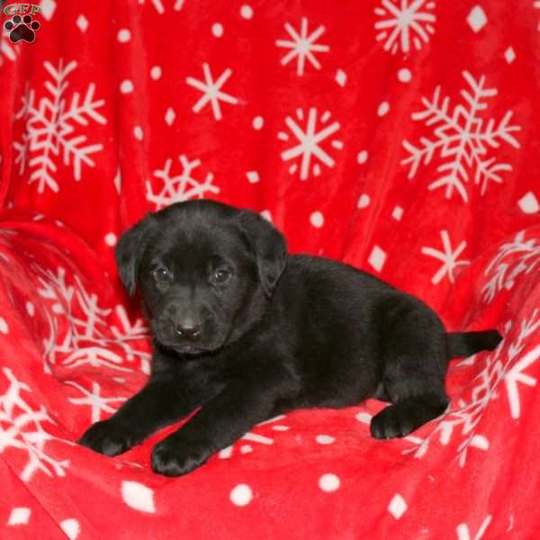 Spencer, Black Labrador Retriever Puppy