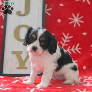 Spencer, Cavalier King Charles Spaniel Puppy
